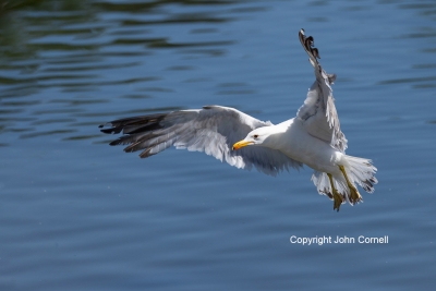 California-Gull;Flying-Bird;Larus-californicus;Photography;action;active;aloft;b